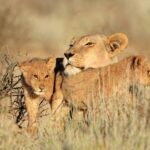 283036113_385509216939460_8439398708914014040_n