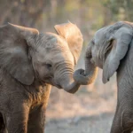 Safari South Africa 2