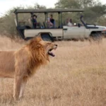 Safari South Africa 4