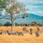 Safari South Africa 5