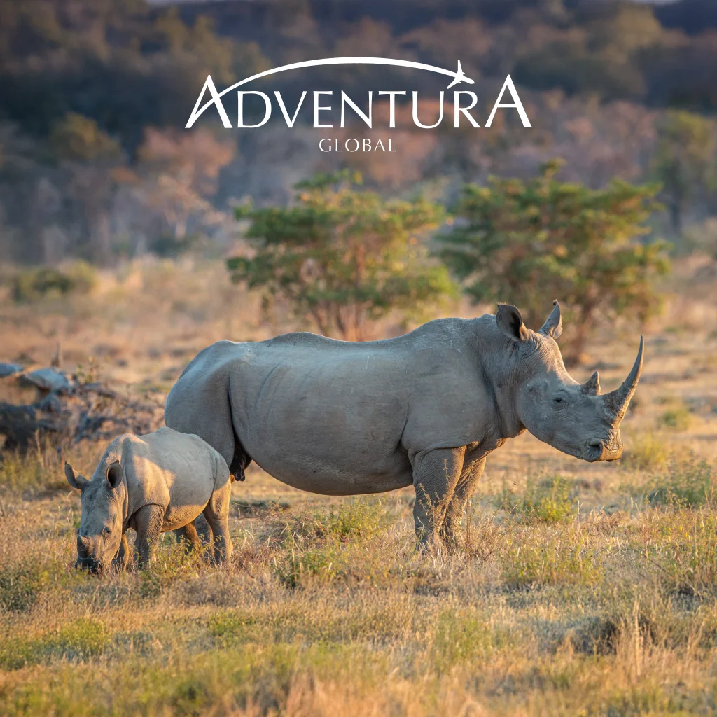 Stunning Conservation Safari for 2 in South Africa