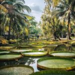 Vietnam’s Water Gardens