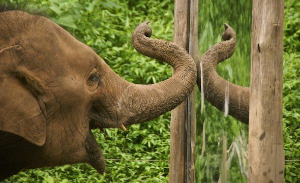 Elephant looking in the mirror and laughing playfully.