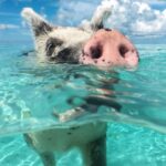 Swimming Pigs, Bahamas
