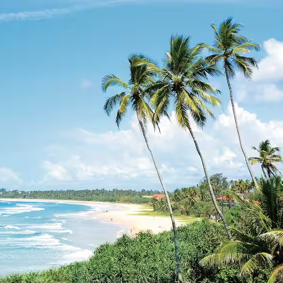 Sri Lankan beach with palm trees.