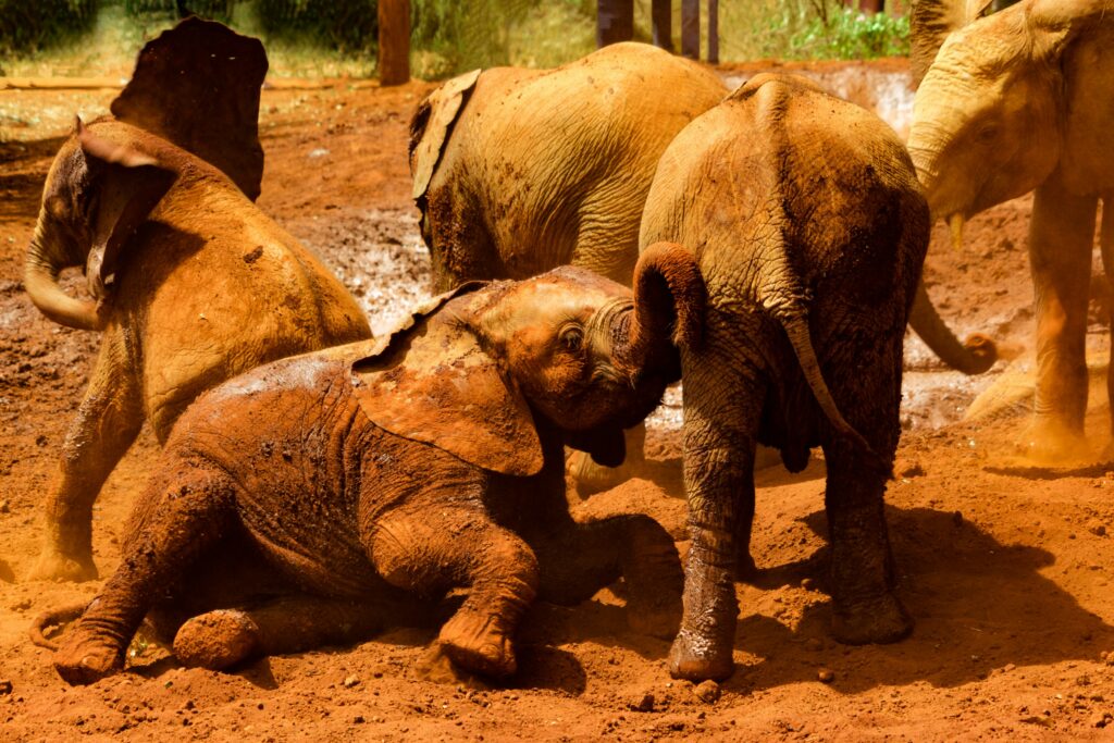 Playful elephants roll in the mud.