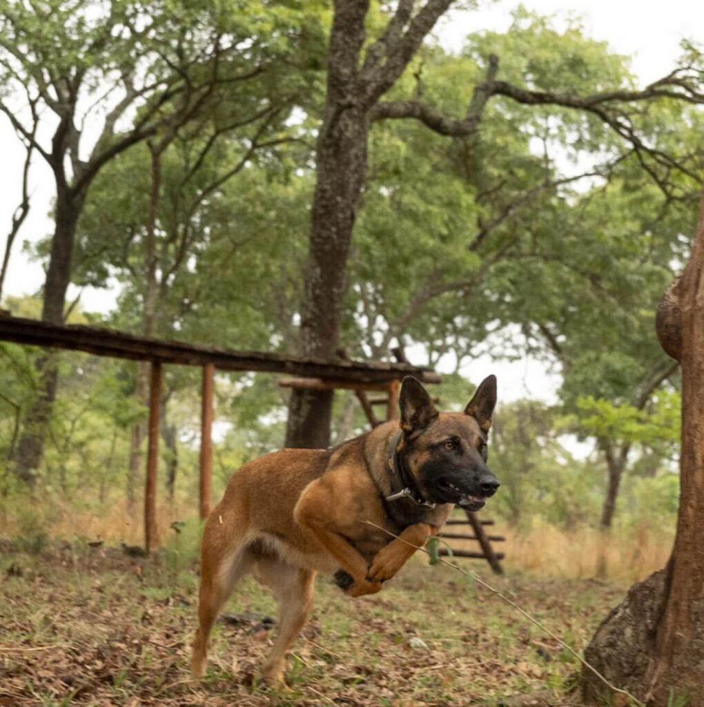 Anti-poaching dog, training.