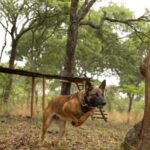 Anti-poaching dog, training.