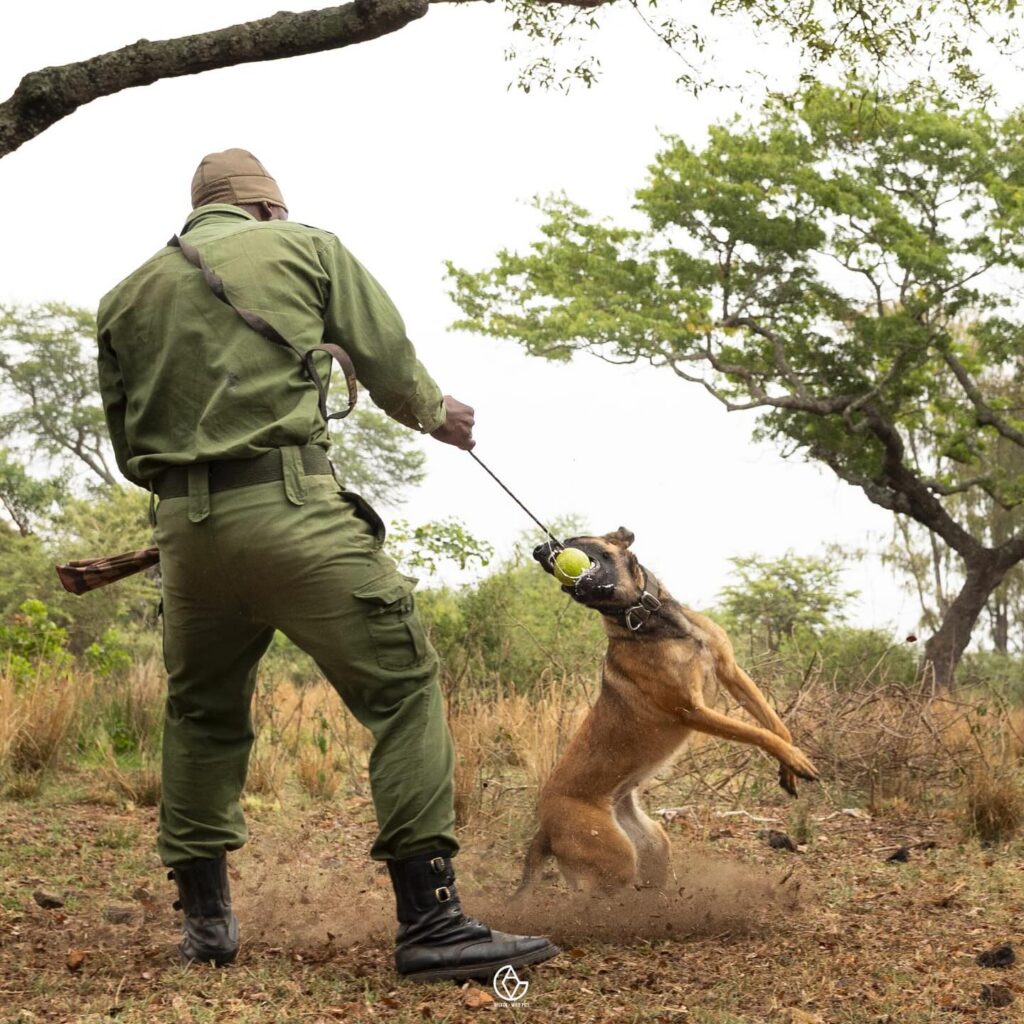 Anti-poaching dog, training with ranger.