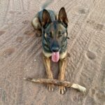 Anti-poaching dog, with stick.