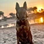 Anti-poaching dog, at sunset.