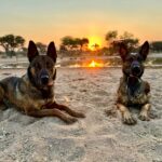 Anti-poaching dogs, at sunset.