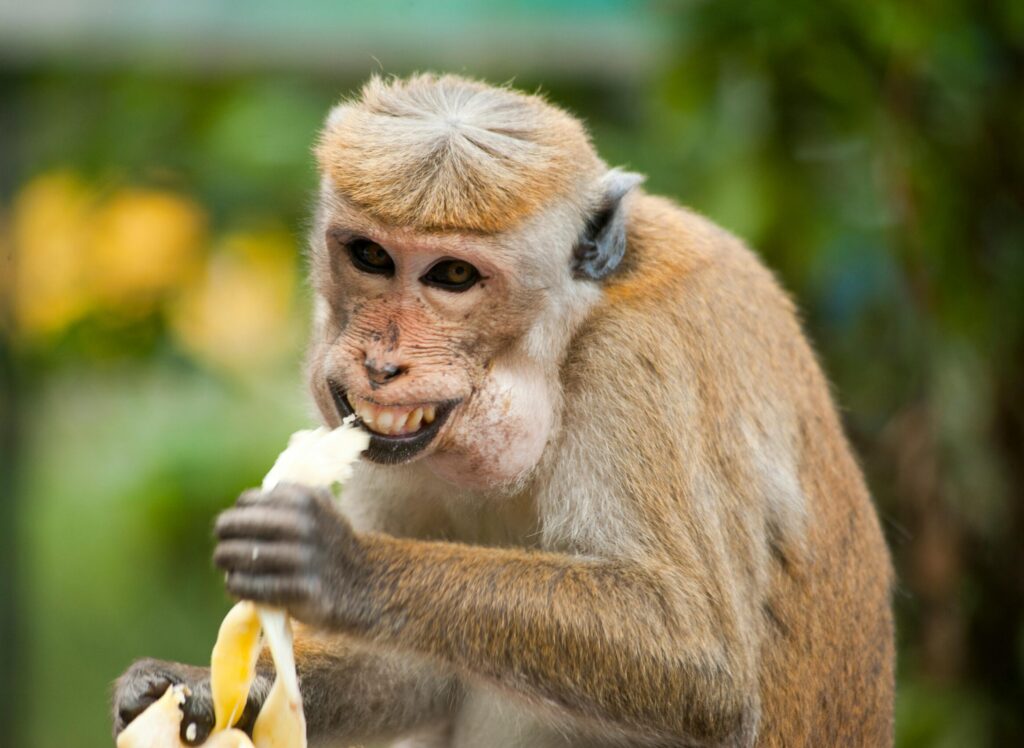 Monkey grins whilst eating a banana.