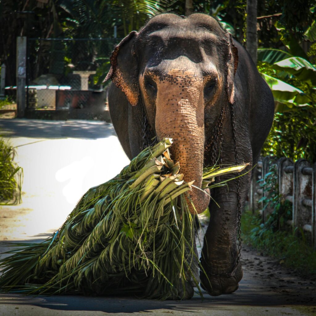 Sri Lankan elephant in the road.