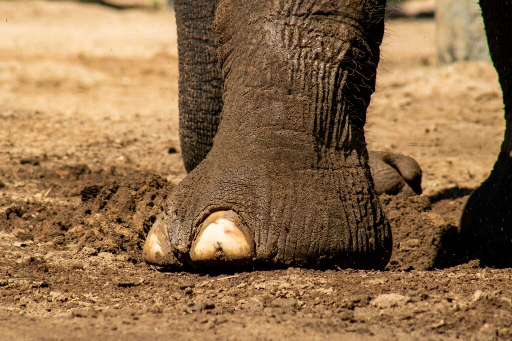 Elephant foot.