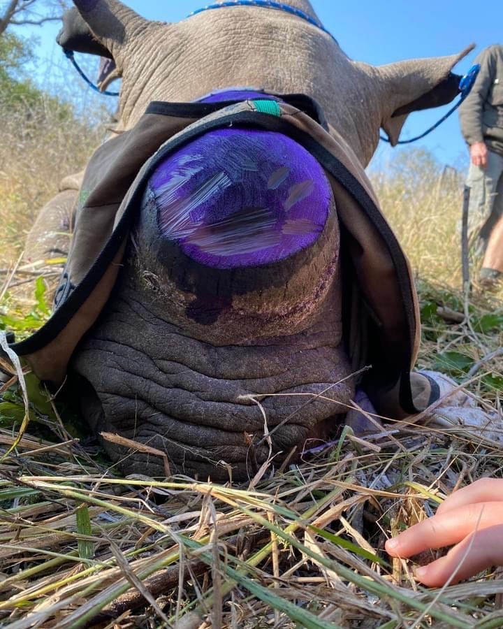 Sedated rhino who has been dehorned to deter poachers.