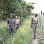 Rangers patrol reserves to deter poaching and illegal hunting.