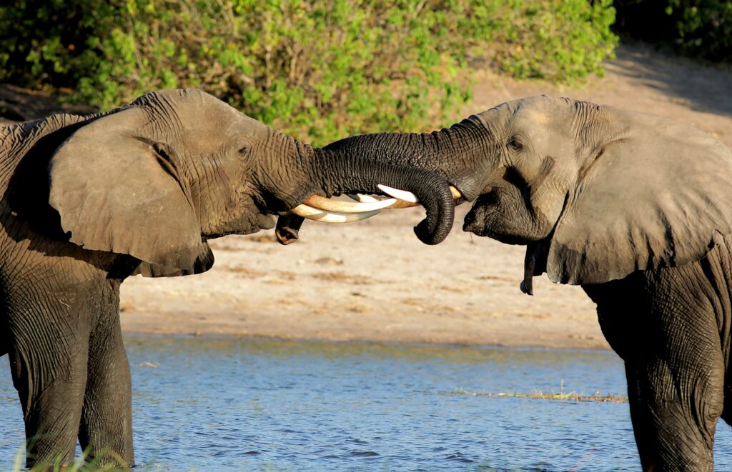 Two elephants engage their trunks