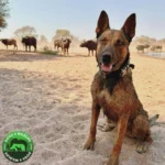 Conservation safari K9 1