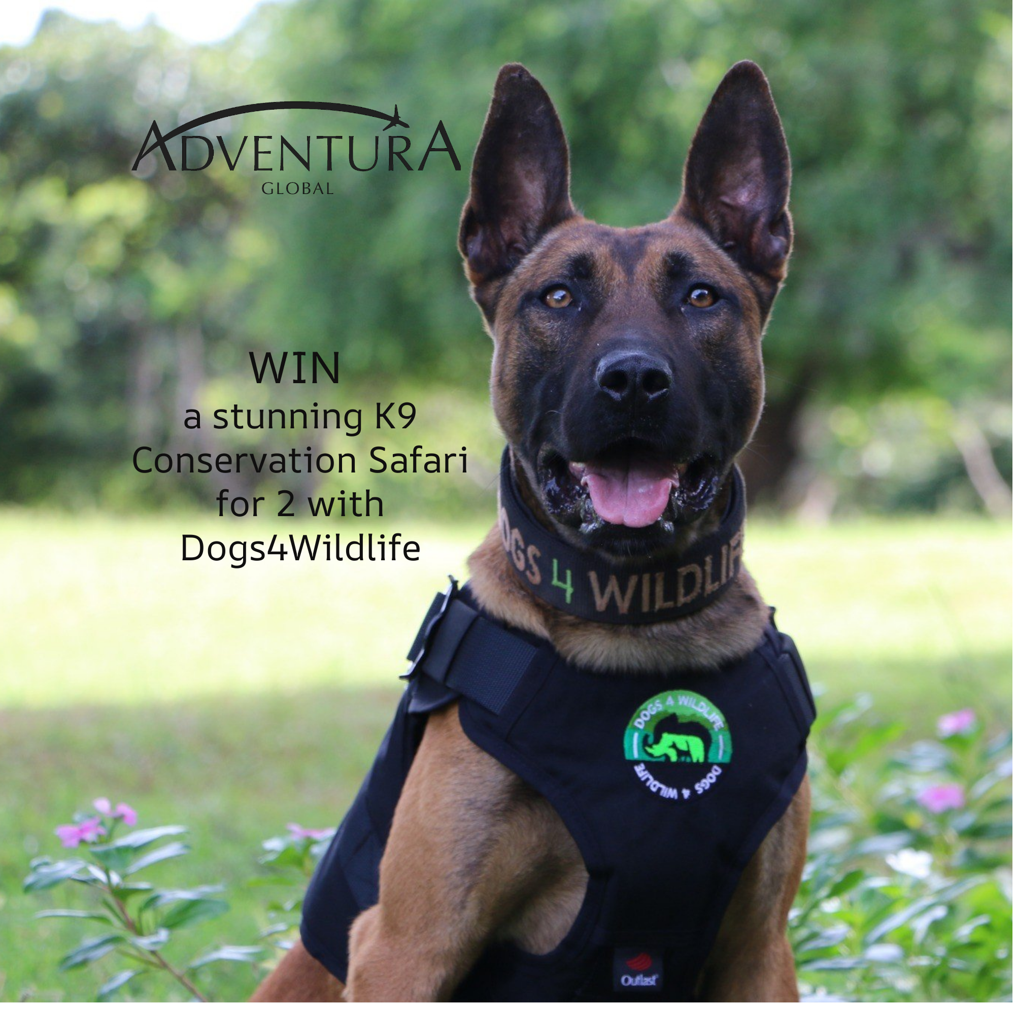 Conservation Safari with K9 Ranger Experience